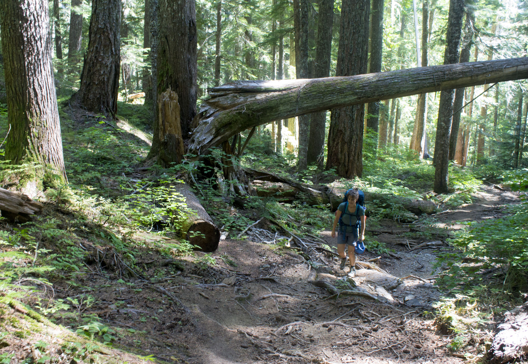 hiking through the woods.jpg